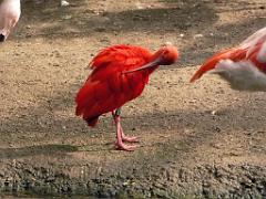 101PARC AUX OISEAUX DANS L AIN 2016 3_000015
